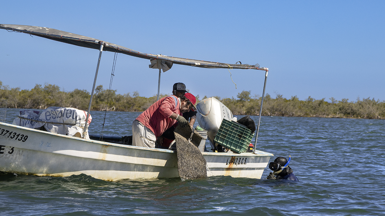 Los nuevos guardianes del mar de Baja California Sur