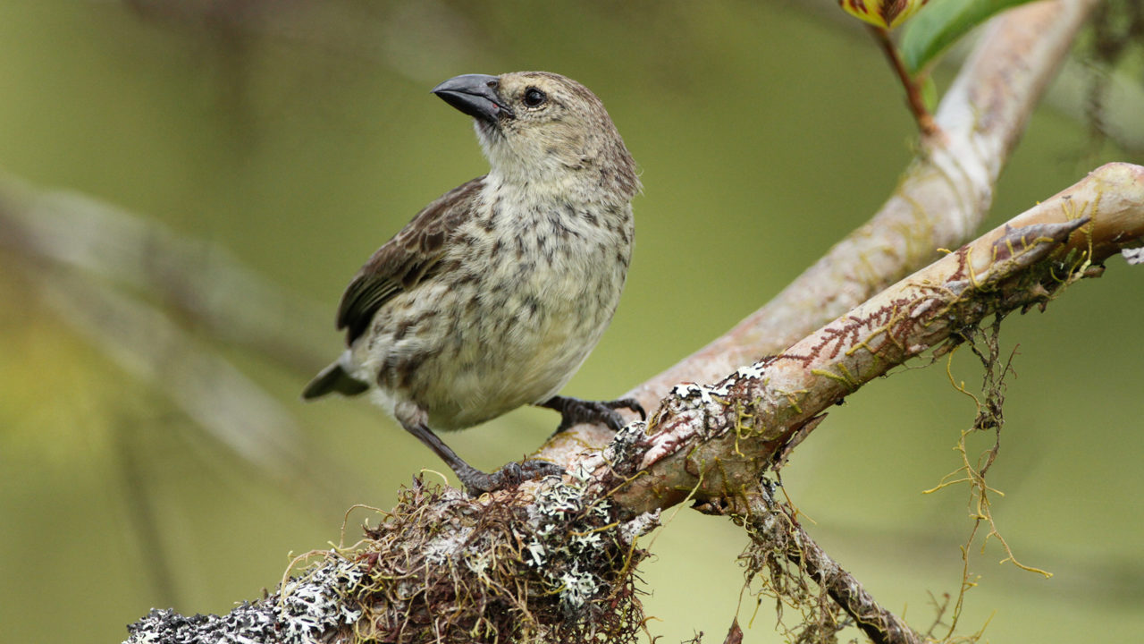 Estudio sugiere una posible nueva especie de pinzón de Darwin en Galápagos