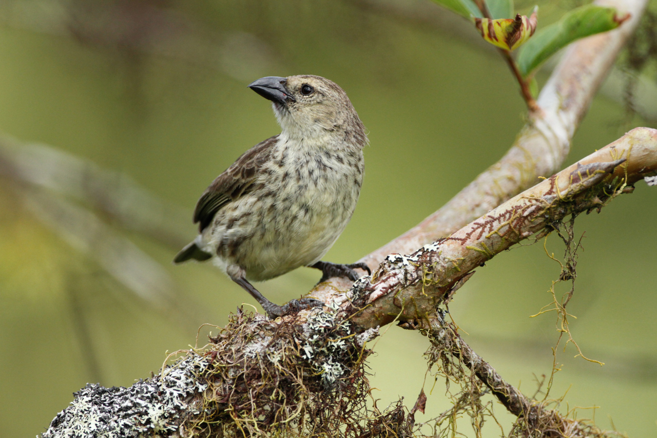 Estudio sugiere una posible nueva especie de pinzón de Darwin en Galápagos