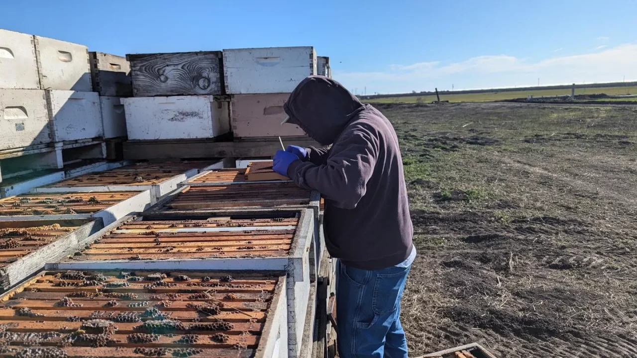 La industria apícola de EU está en pánico ante la muerte de un alarmante número de abejas
