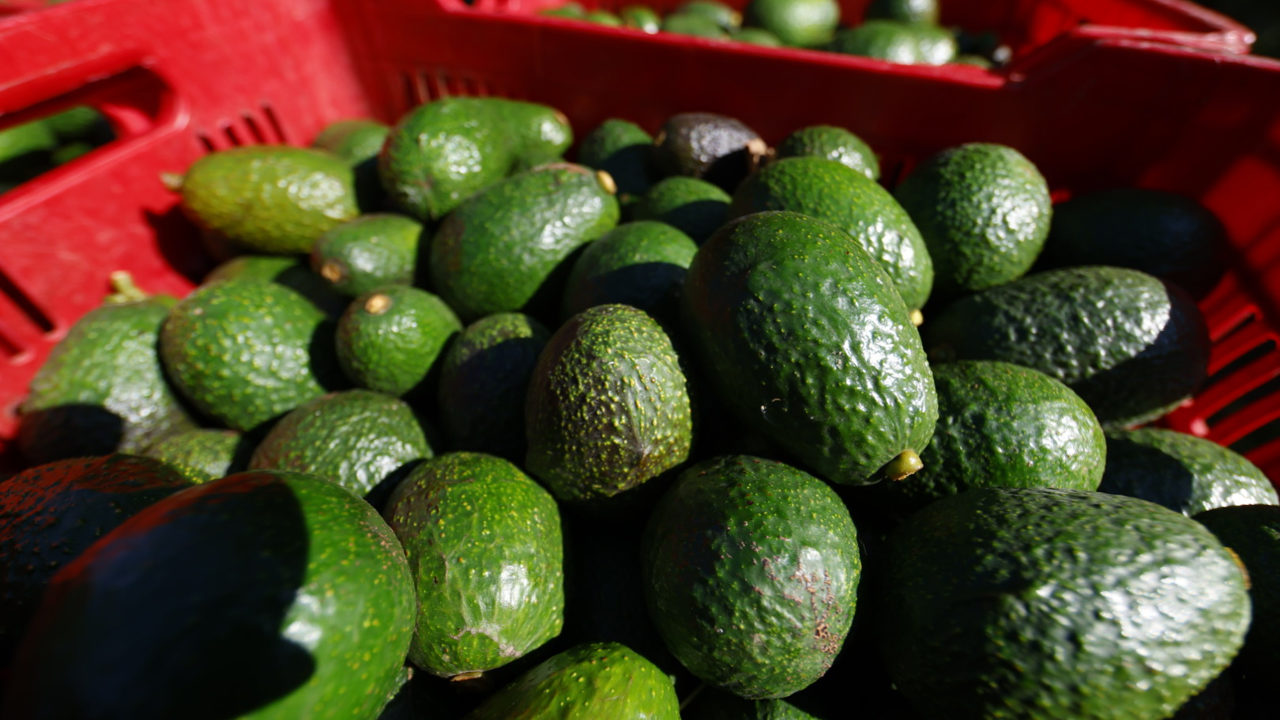 Capturan a familiares de presunto líder extorsionador de limoneros y aguacateros