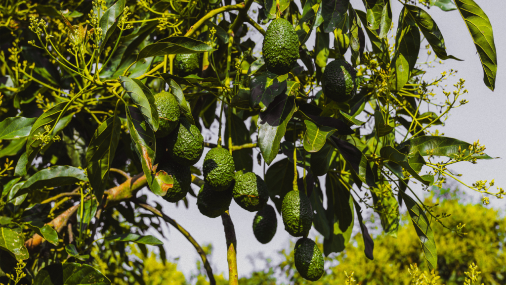 Cultivo de aguacates / Foto: Cortesía.