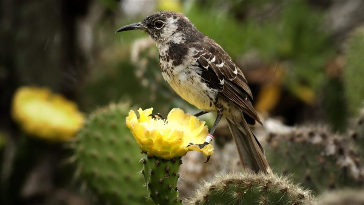 Hallan ave que se creía extinta hace casi dos siglos en una Isla de las Galápagos