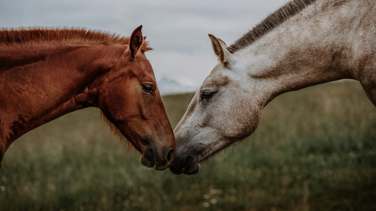 Científicos argentinos logran primeros ejemplares de caballos genéticamente modificados del mundo