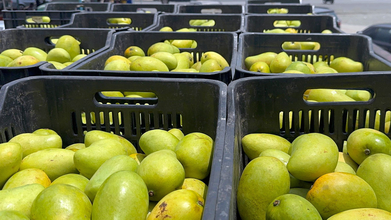 Productores de mango en Chiapas anuncian paro por desplome de precios