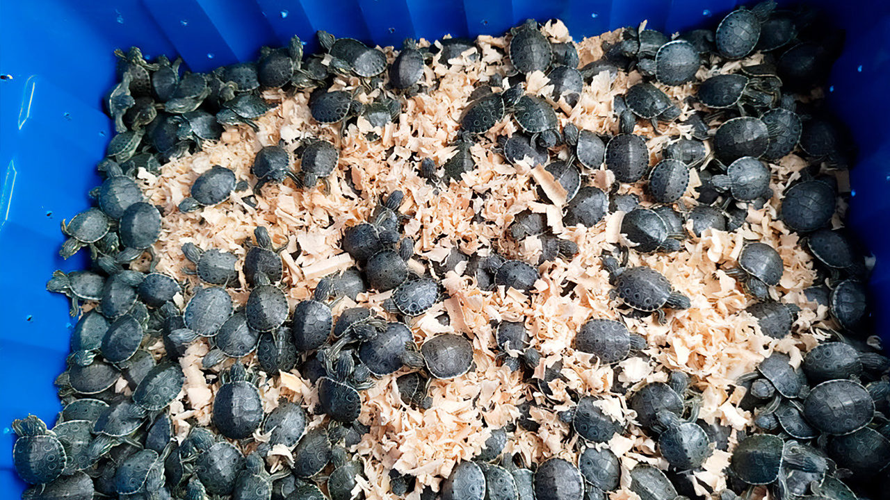Autoridades frenan contrabando de 320 crías de tortuga pavo real