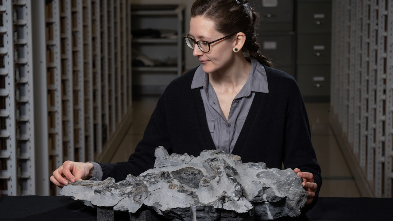 Revelan fósil de dinosaurio de 166 millones de años
