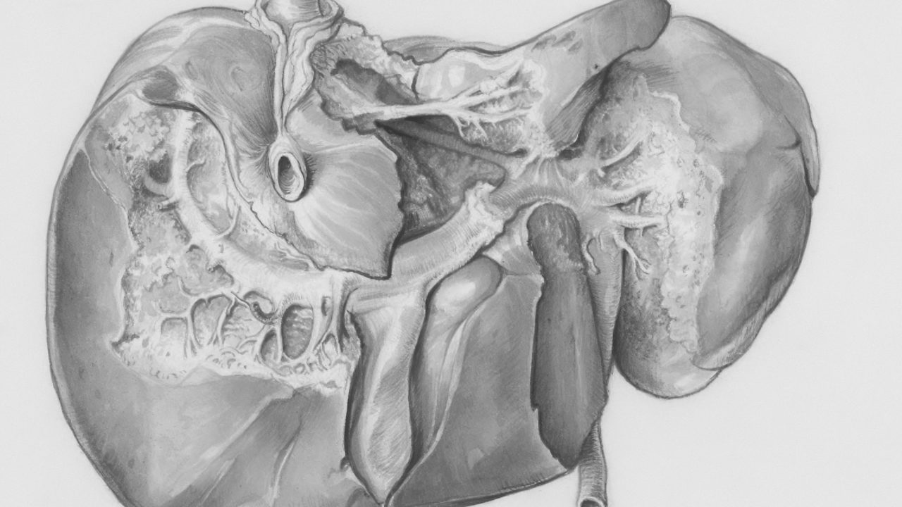 Científicos revelan clave para favorecer la regeneración del hígado tras un daño agudo