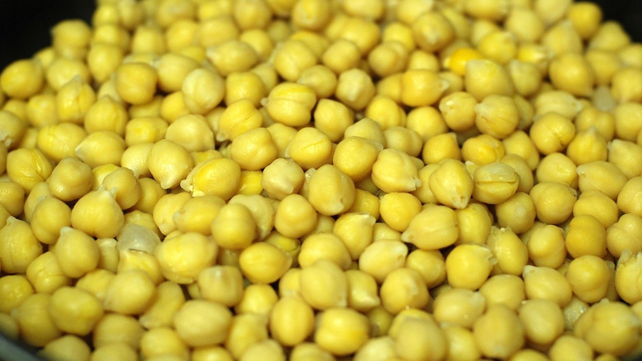 Comercializadores no respetan precio pactado del garbanzo sinaloense para exportación, denuncian campesinos