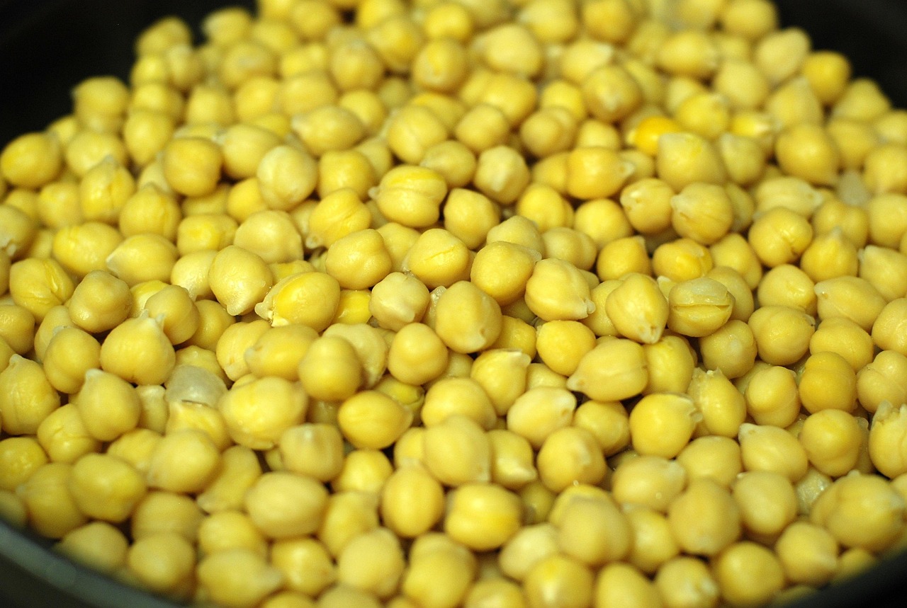 Comercializadores no respetan precio pactado del garbanzo sinaloense para exportación, denuncian campesinos