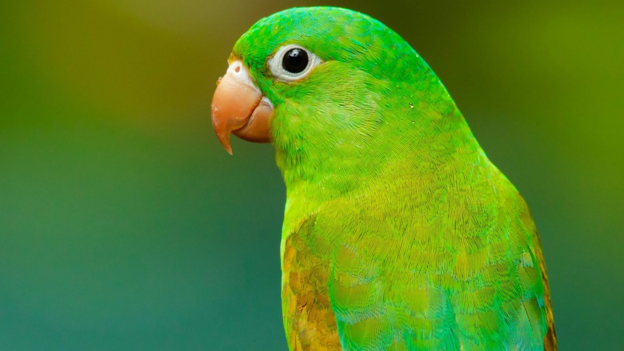 Actividad cerebral de los loros para producir sonidos es similar a la humana