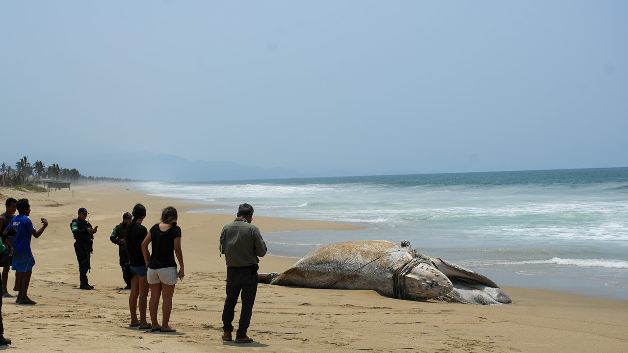 Ballena jorobada murió atrapada en red de pesca en playa de Guerrero