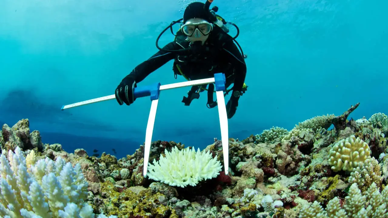 Crisis mundial del blanqueamiento de coral se agrava por el calentamiento, advierten científicos