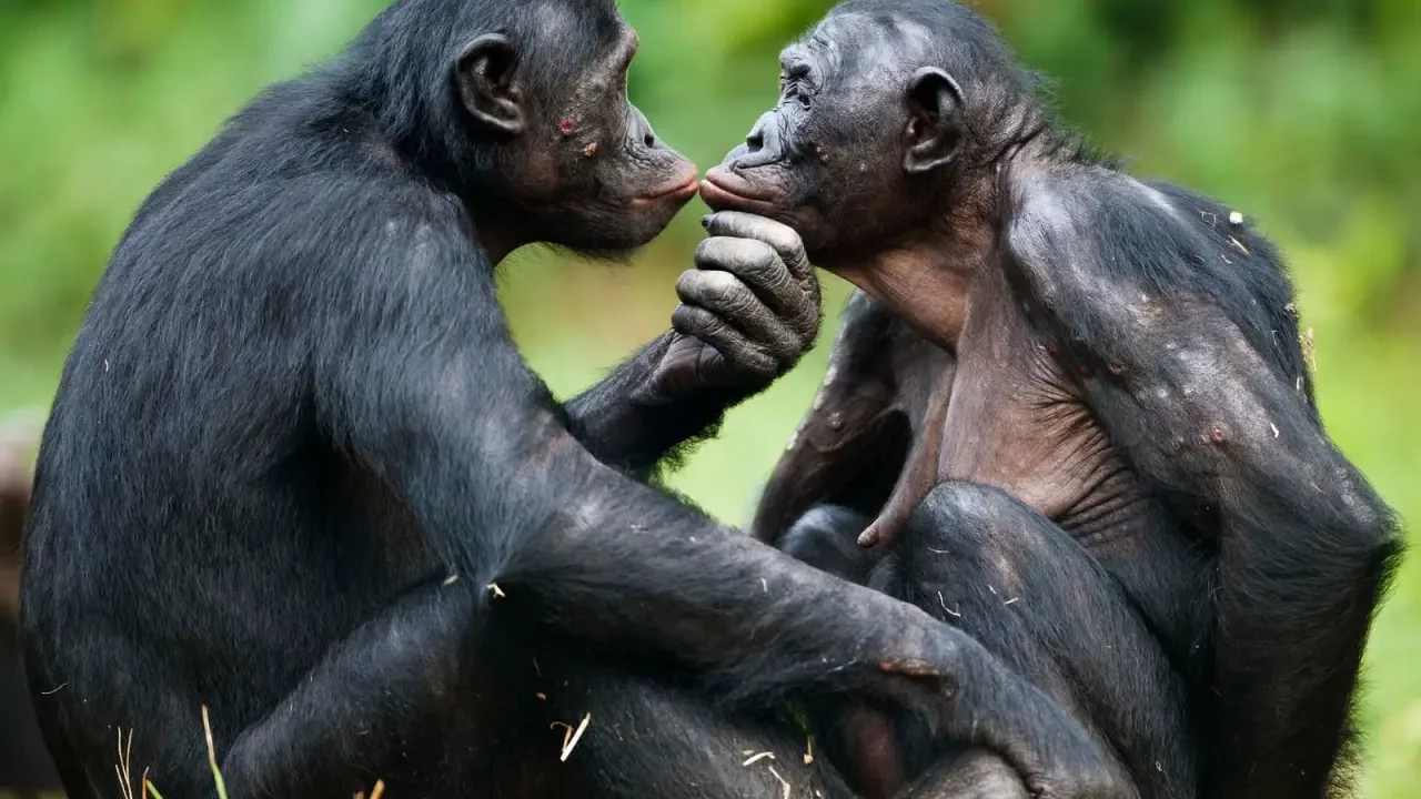 Las bonobos hembra se asocian para empoderarse y mantener a los machos a raya