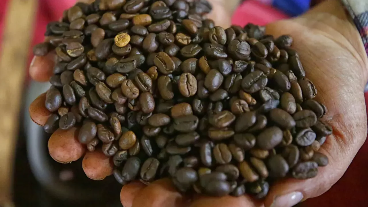 Cómo la ley europea sobre deforestación podría cambiar el comercio mundial del café