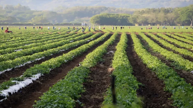 campo economía