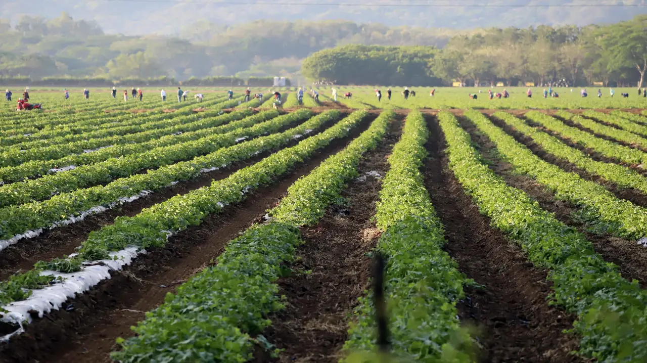 Agro de Norteamérica pide renovar y fortalecer el TMEC
