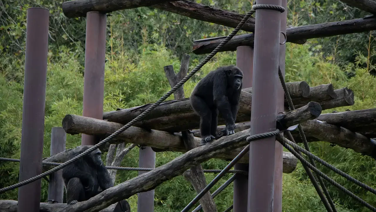 Se abrazan, se agarran de la mano: bonobos y chimpancés comparten empatía con los humanos