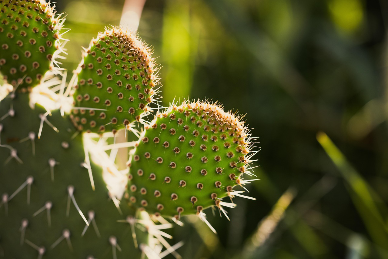 Las heladas de Semana Santa disparan 67% el precio de los nopales en la CDMX