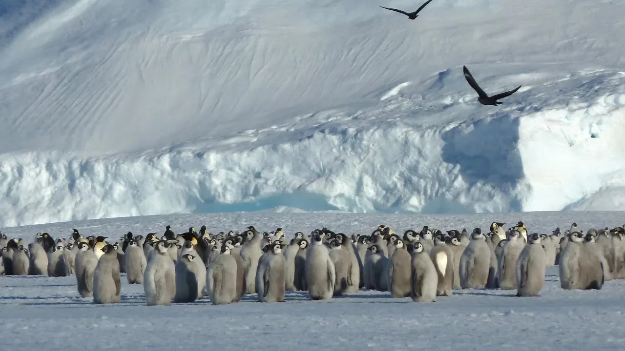 Contaminación y pesca industrial, entre las principales amenazas para los pingüinos