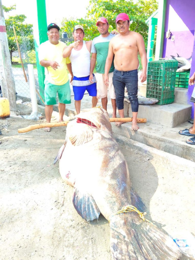 Mero pescadores 