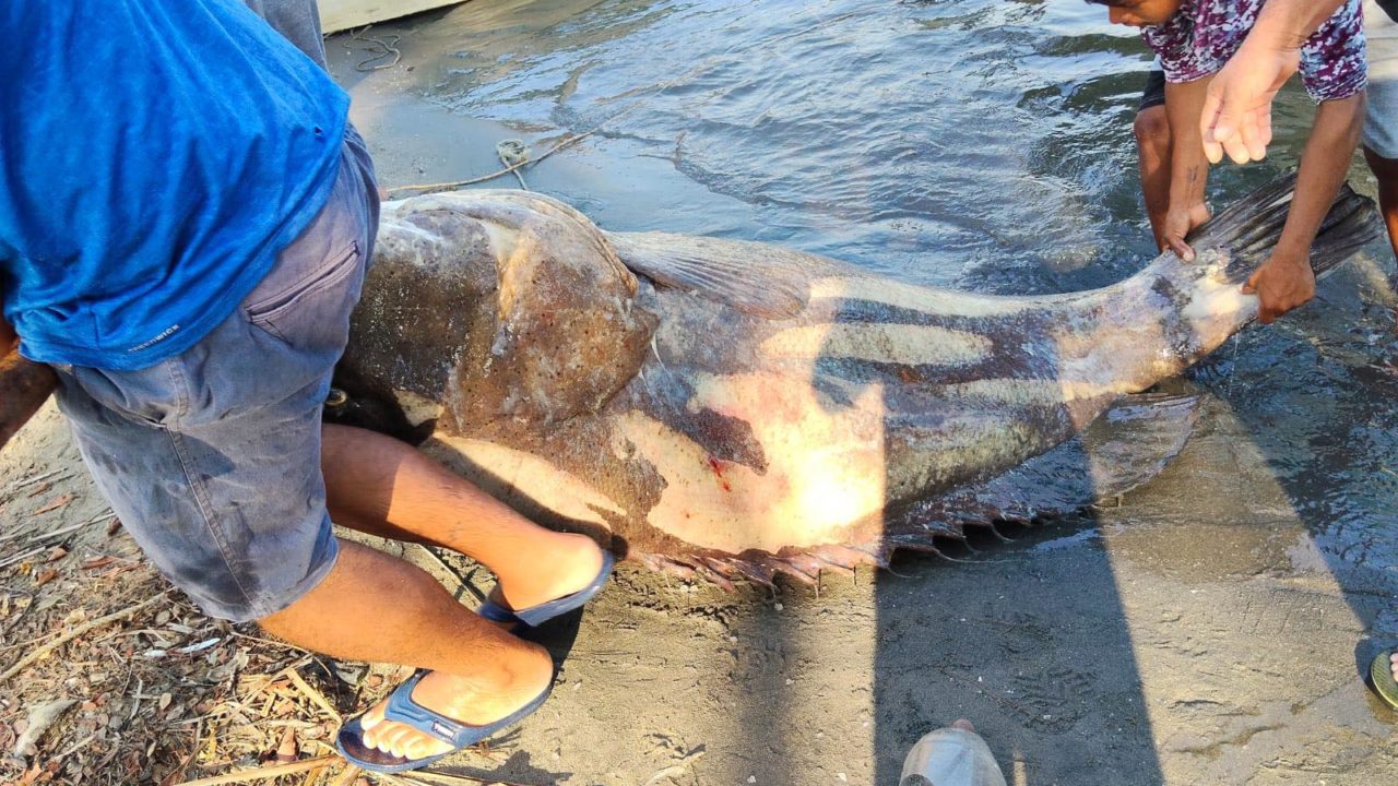Pescadores capturan mero de 290 kilos en costas afectadas por derrame de Pemex