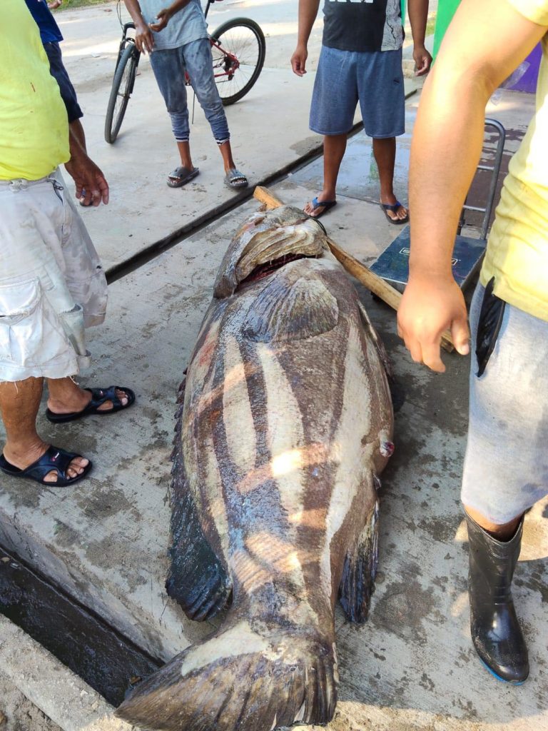 Mero pescadores 