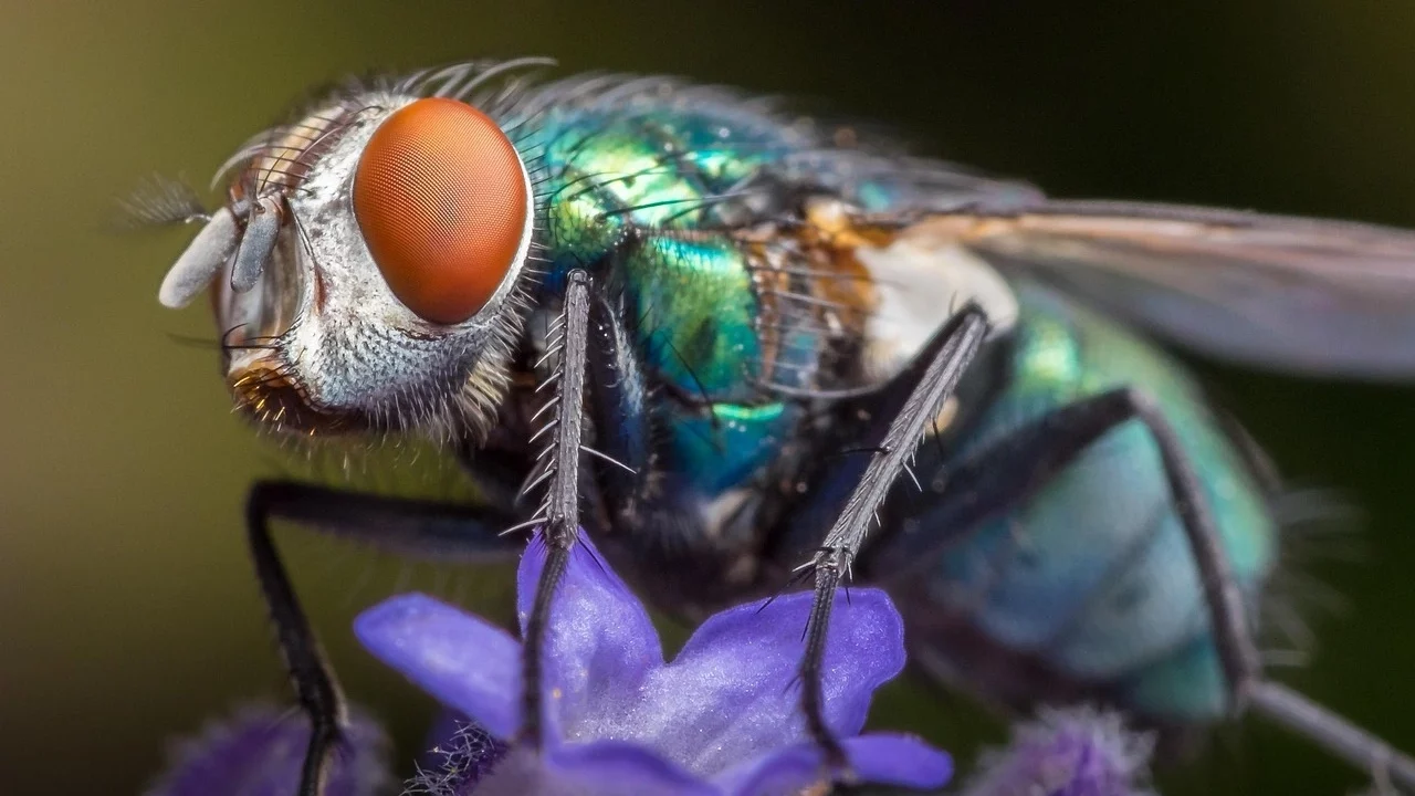 Científicos diseñan sistema de visión biónica con IA y estructura inspirada en insectos
