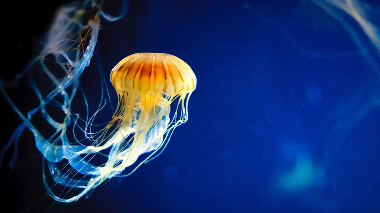 Las medusas peine revelan el origen primitivo de la regulación genómica de los animales