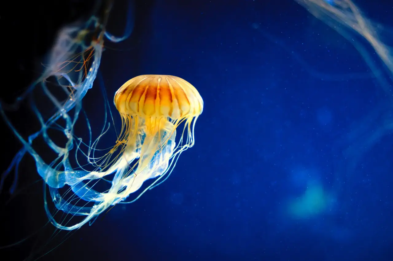 Las medusas peine revelan el origen primitivo de la regulación genómica de los animales