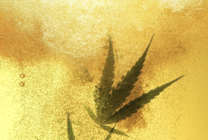 Tilray cerveza cannabis