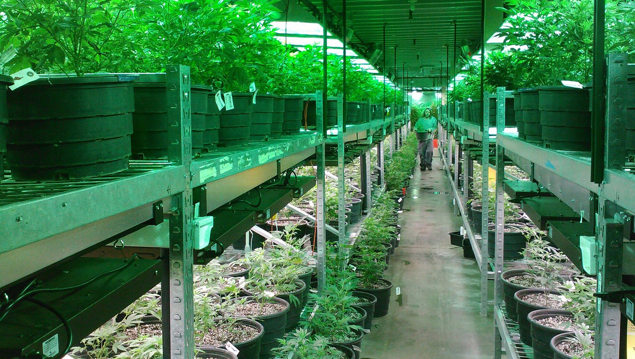 Suben acciones de empresas vinculadas a la marihuana tras medida de Trump