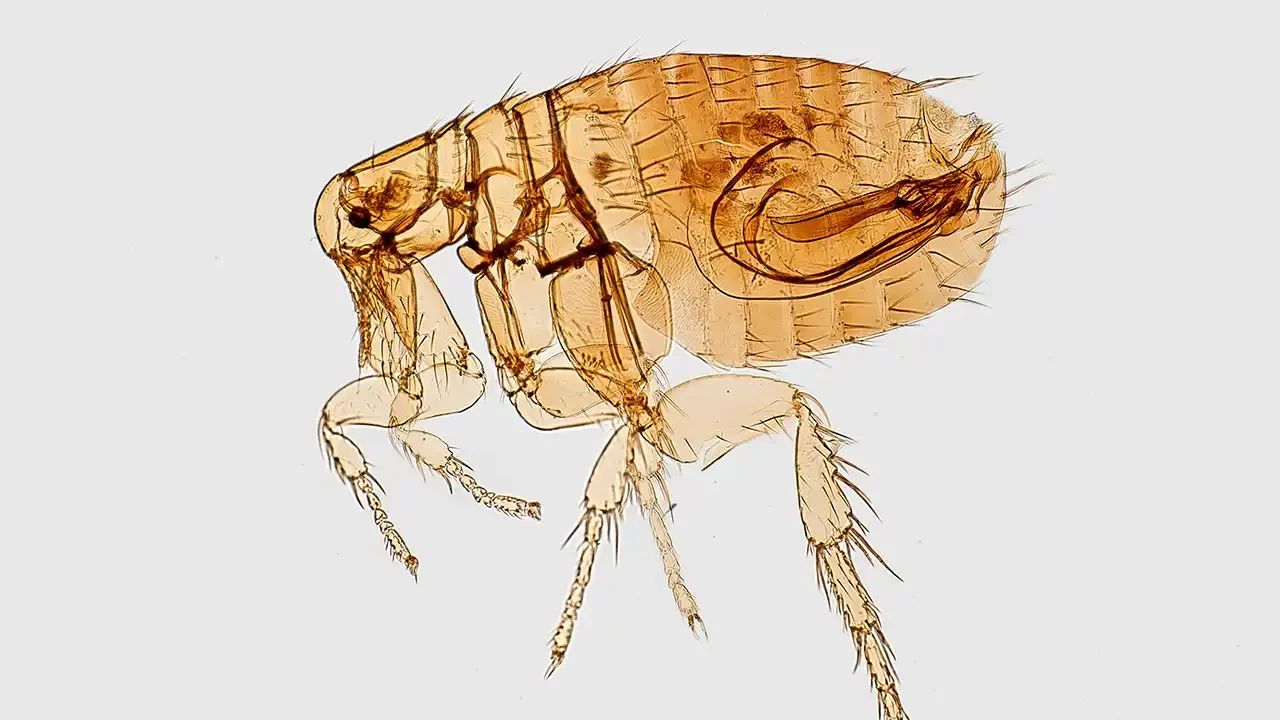 ADN antiguo revela cómo un patógeno empezó a utilizar piojos para infectar humanos