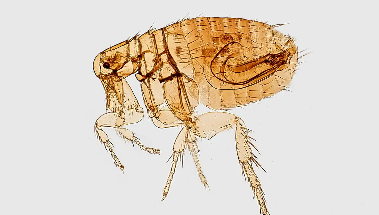 ADN antiguo revela cómo un patógeno empezó a utilizar piojos para infectar humanos