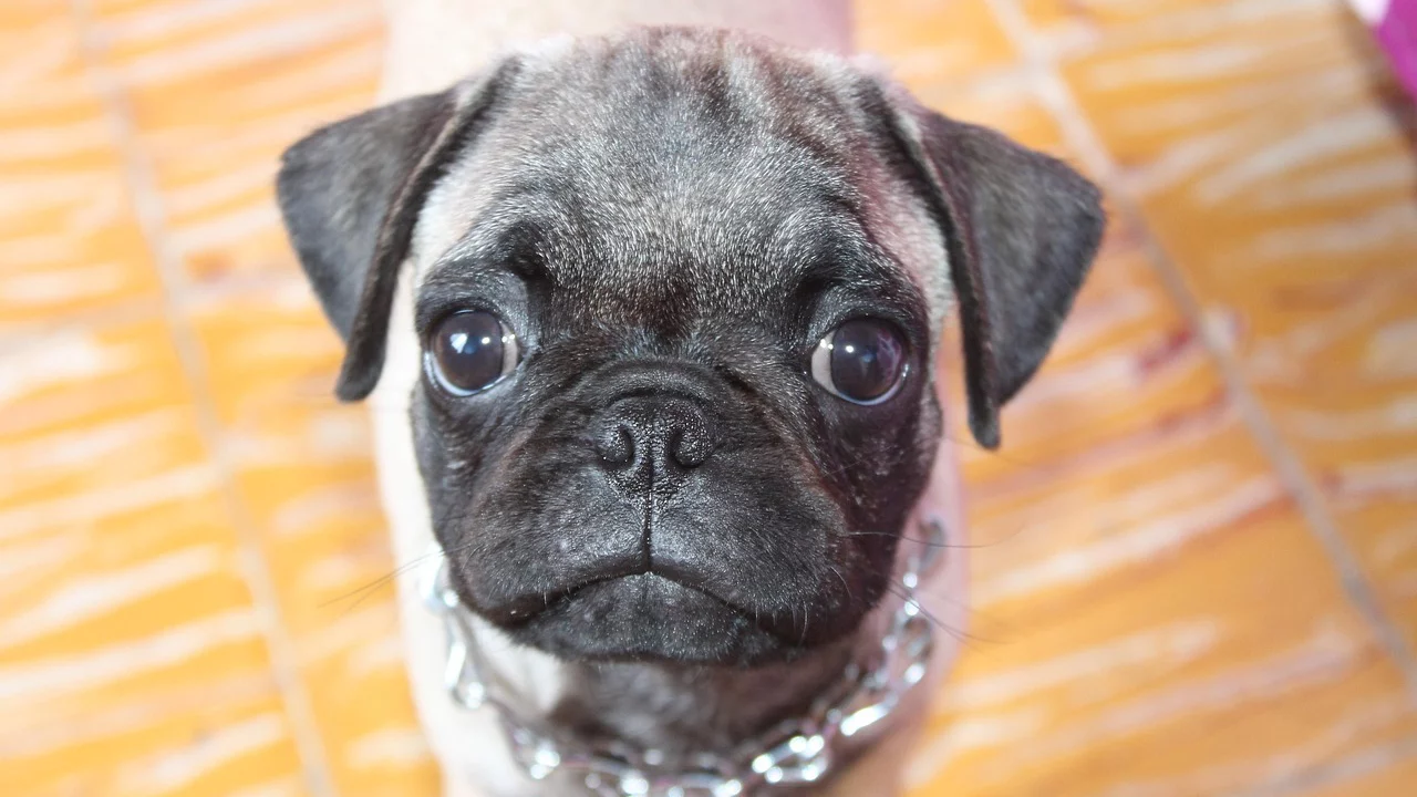 Perros pug y gatos persas comparten caras achatadas por la selección artificial