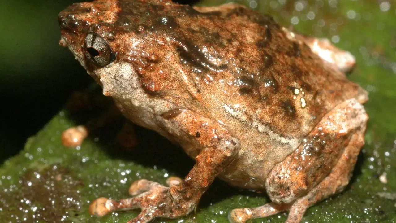Expertas mexicanas buscan en moléculas en ranas para combatir enfermedades inflamatorias
