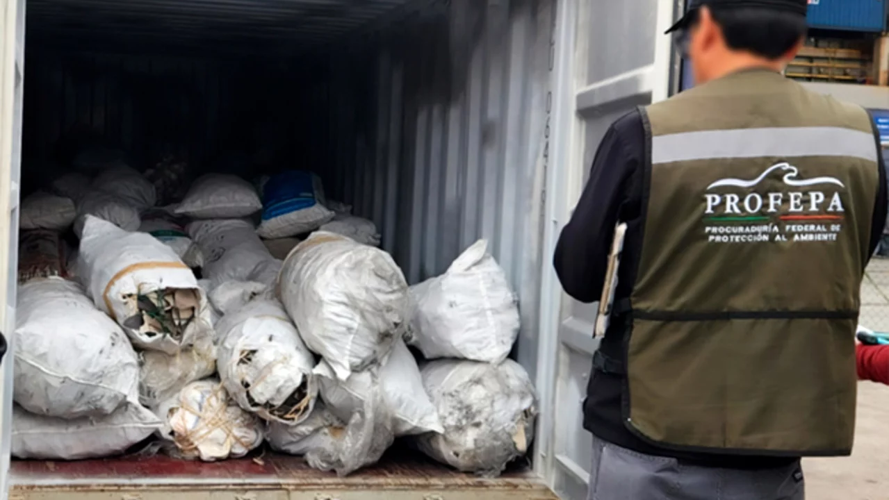 Autoridades decomisan 2,433 kilos de aletas de tiburón que pretendían trasladar a China
