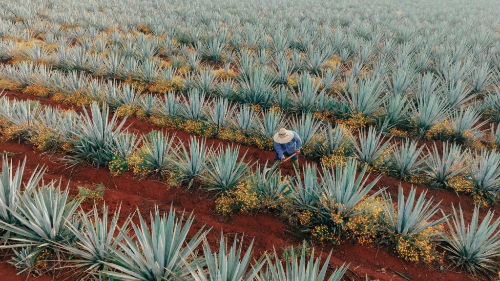 Campo de Agave / Foto: Cortesía Diageo.