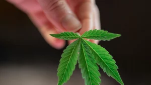 cannabis-fármacos-GLP-1