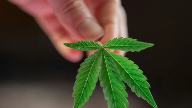 cannabis-fármacos-GLP-1