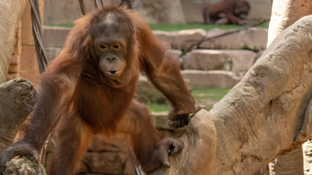 Los orangutanes compensan la falta de sueño nocturno con siestas diurnas