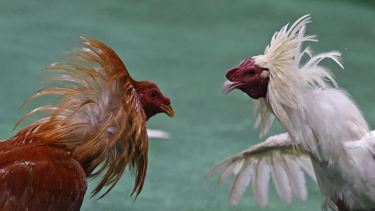 Se manifestarán a favor de las peleas de gallos en la CDMX