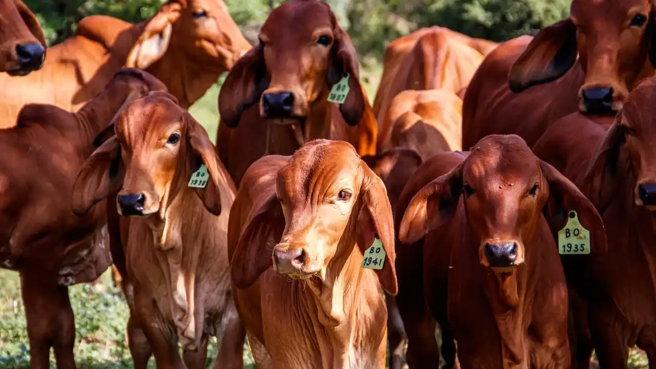Agricultura confirma reinicio gradual de envíos de ganado a EU