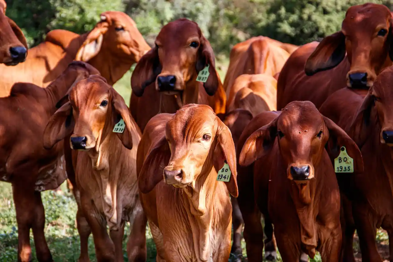 Agricultura confirma reinicio gradual de envíos de ganado a EU