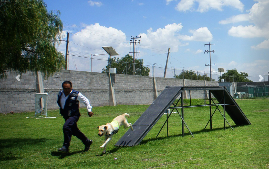 Perros, los refuerzos de autoridades mexicanas contra el gusano barrenador