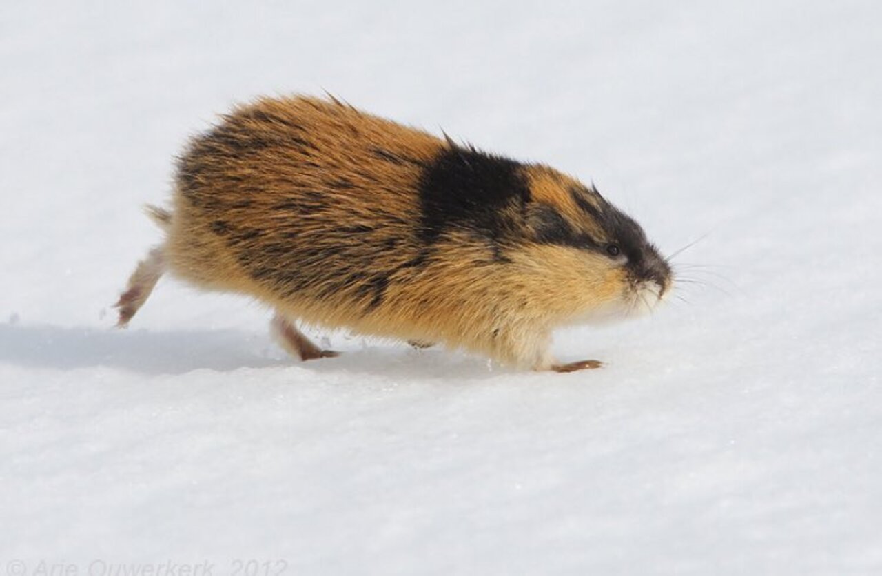 El genoma del lemin noruego revela que es una especie única