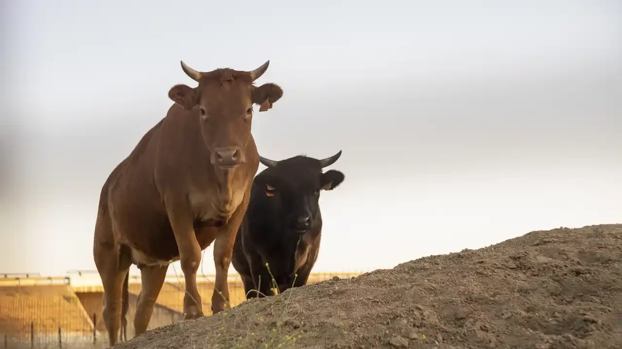 Productores de carne en México defienden trabajo frente al gusano barrenador