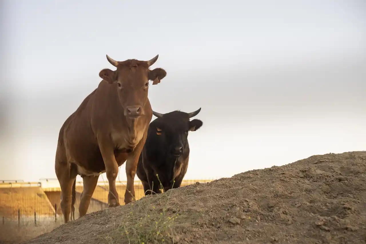 Productores de carne en México defienden trabajo frente al gusano barrenador