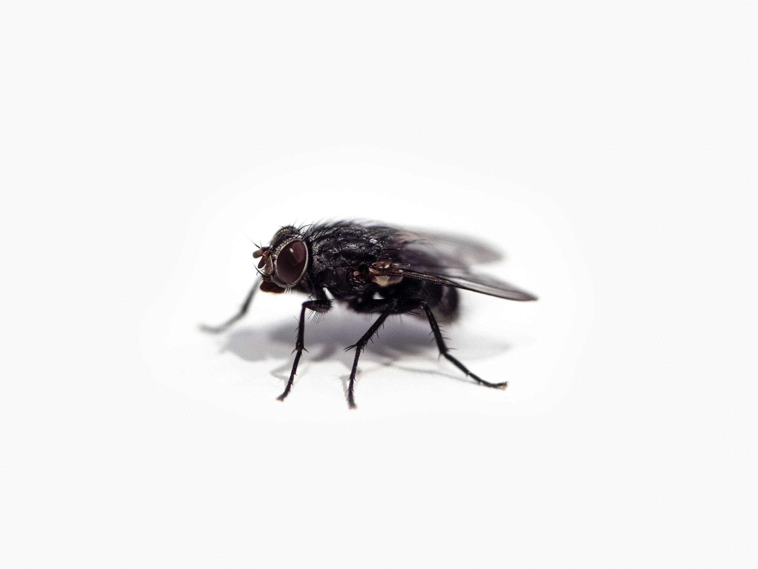 Médico en Cuba cría la mosca soldado negra, un insecto usado como alimento para peces