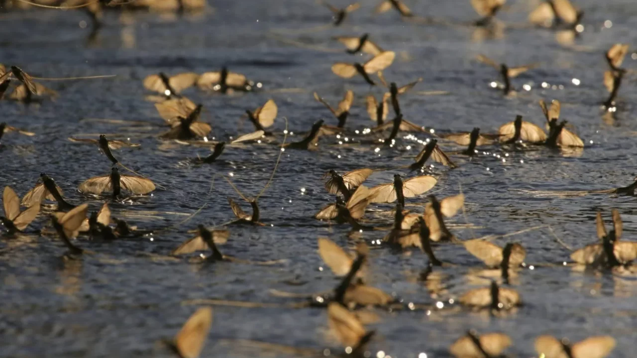 El cambio climático reduce el tamaño y la supervivencia de los insectos acuáticos